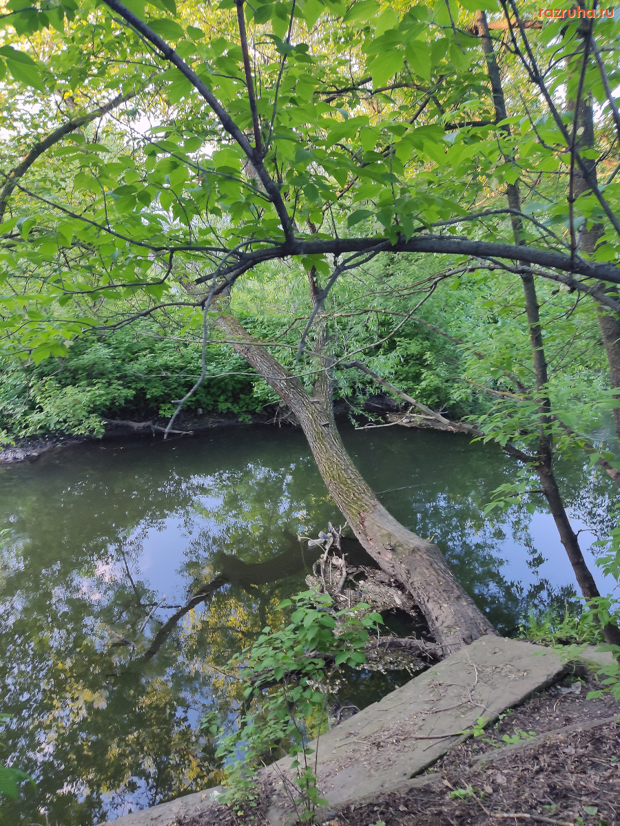 Курск - Дерево в реке