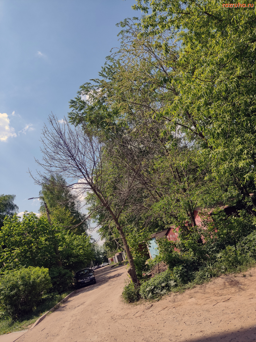 Курск - Деревья засыхают