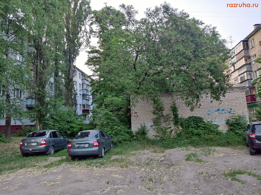 Курск - Дерево