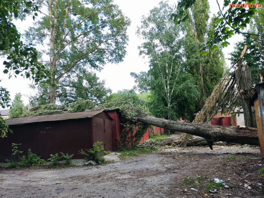 Курск - Неубранное дерево