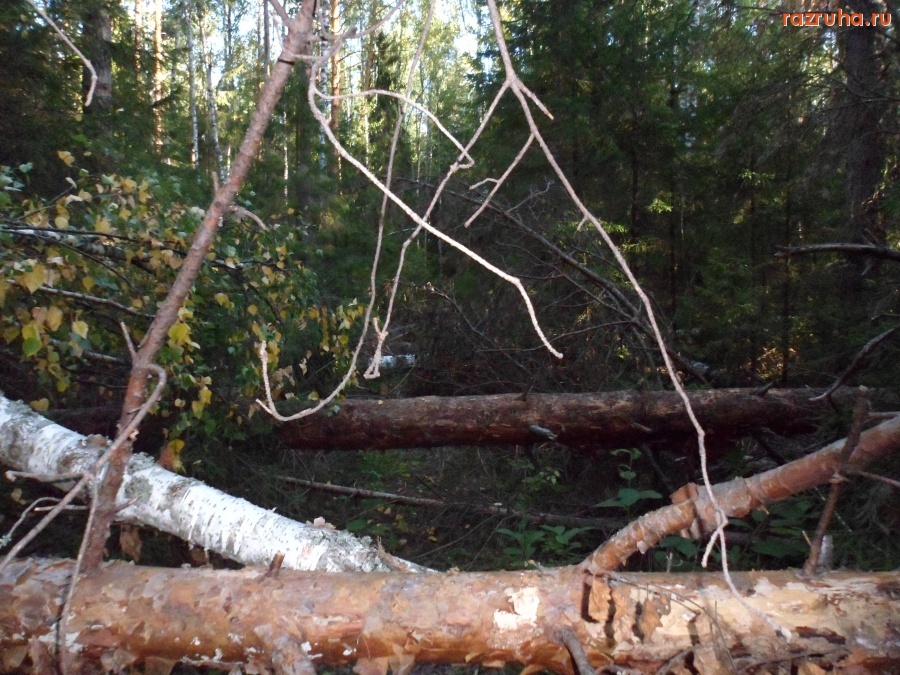 Лежнево - Завалы в лесу