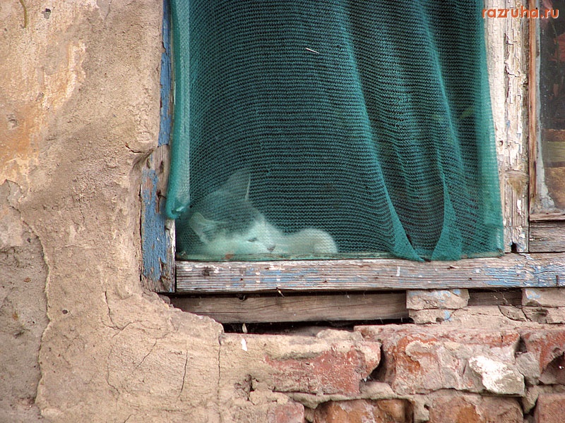 Малоярославец - Кот в окне 2