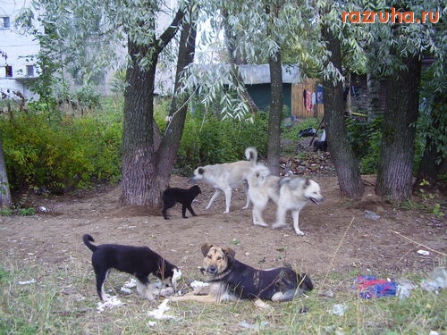 Сортавала - бездомные собаки на Ул. Антикаинена