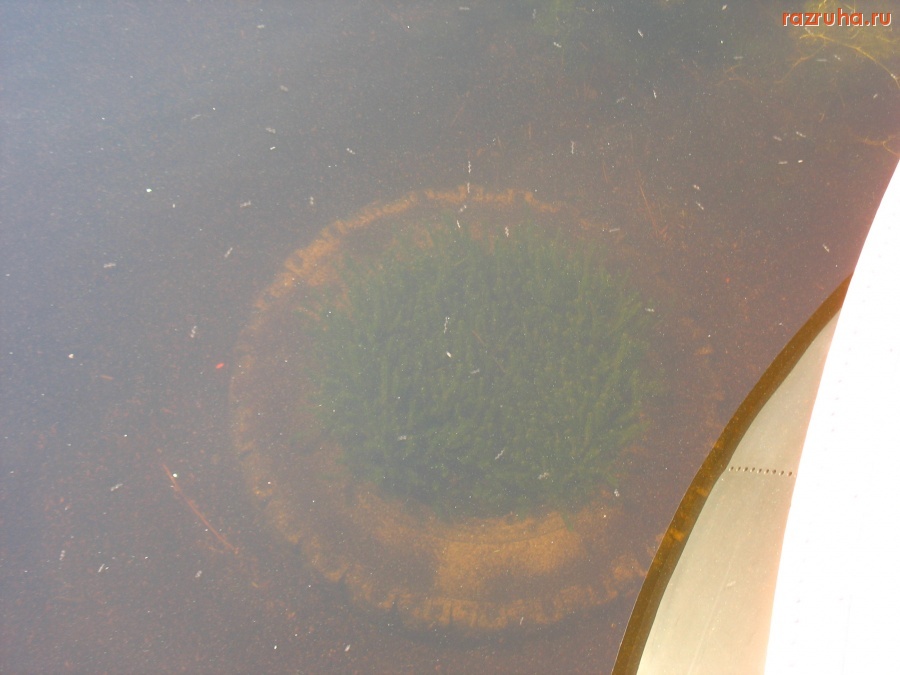 Питкяранта - Клумба из покрышки