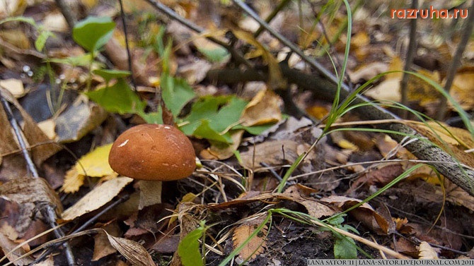Выборг - Бардак в армии