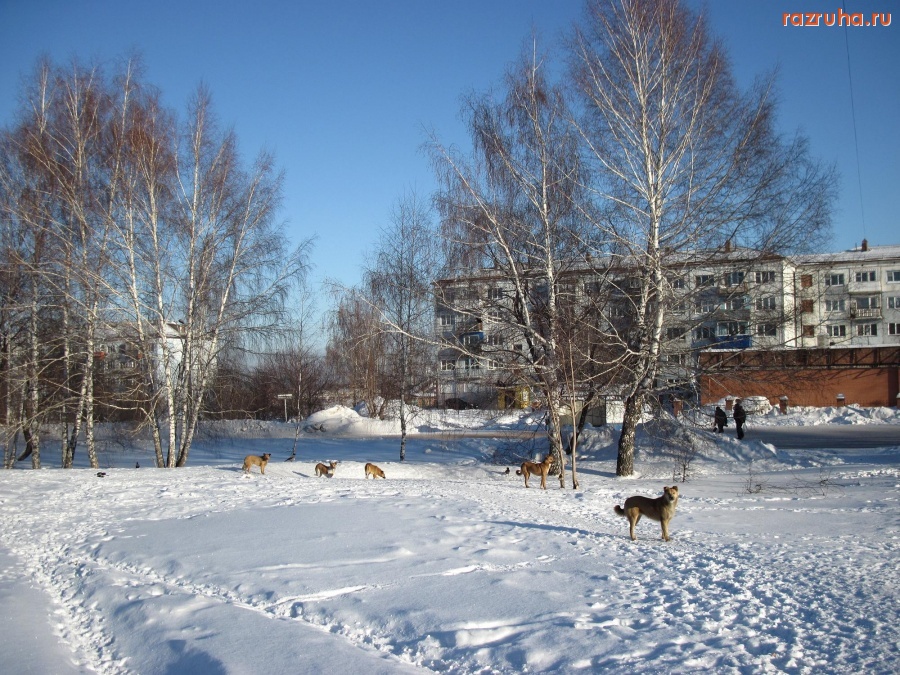 Киселевск - Собаки бомжи