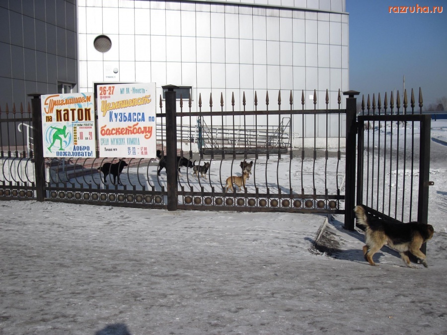 Киселевск - Все любят спорт!