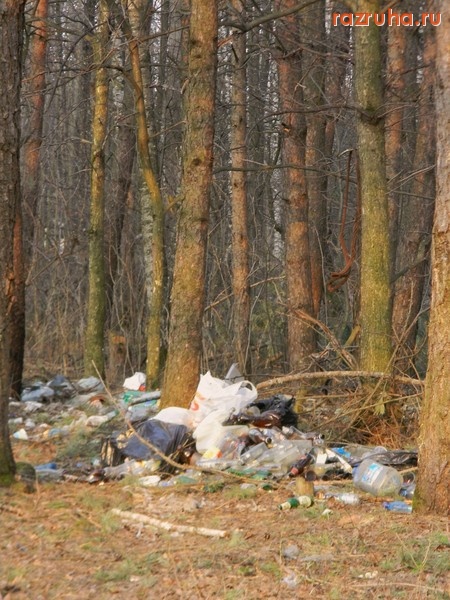 Звенигород - роща около кв.Маяковского