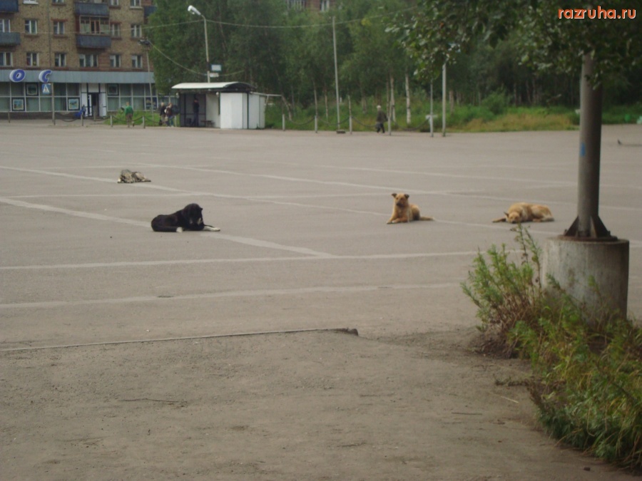 Инта - Братья меньшие