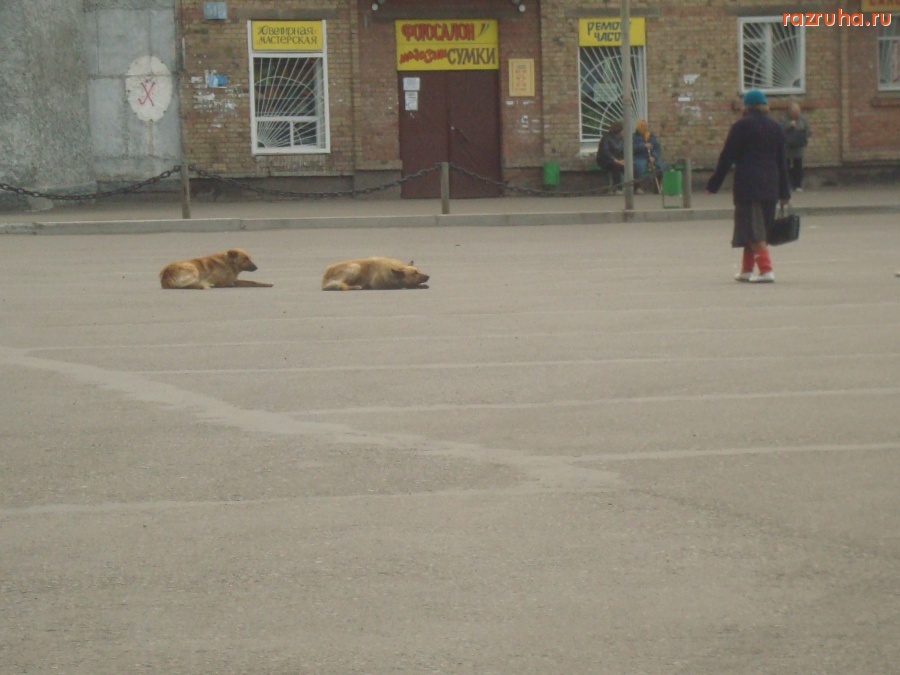 Инта - Братья меньшие3