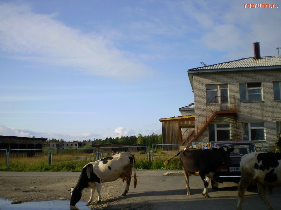 Троицко-Печорск - ЗООПАРК КАКОЙ-ТО