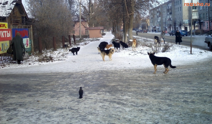 Нерехта - Стаи бродячих собак на улицах Нерехты