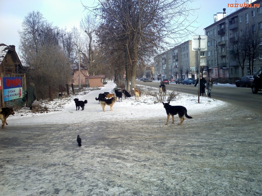Нерехта - Стаи бродячих собак на улицах Нерехты