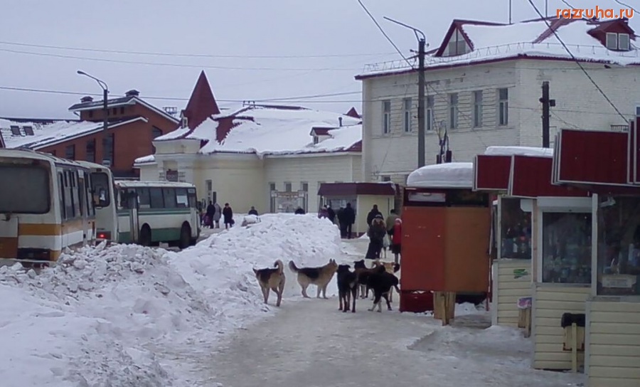 Нерехта - Свора бездоных псов у вокзала Нерехты