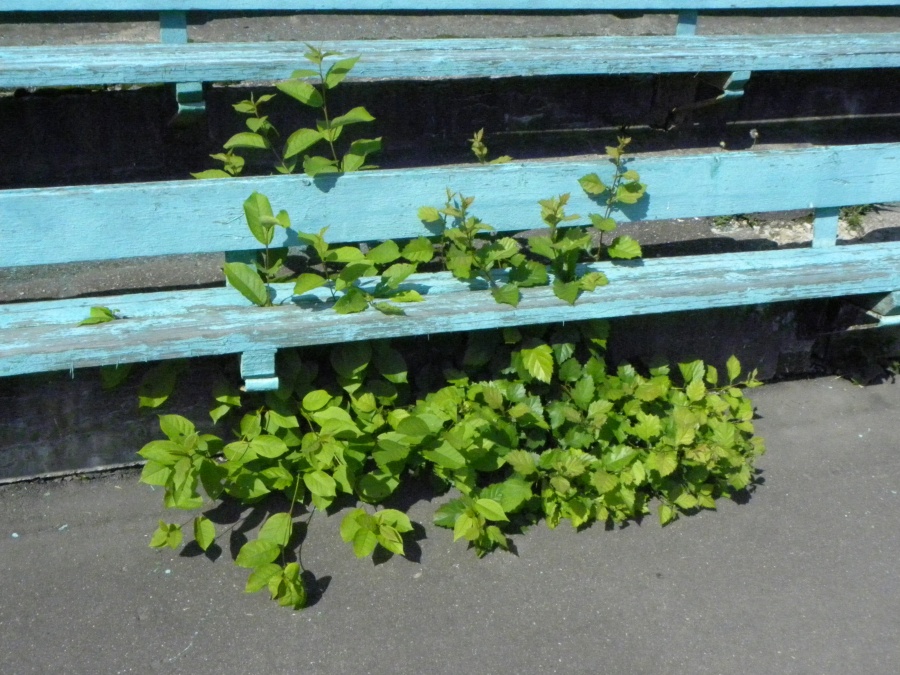 Королев - Чтоб под стадионом не росли деревья