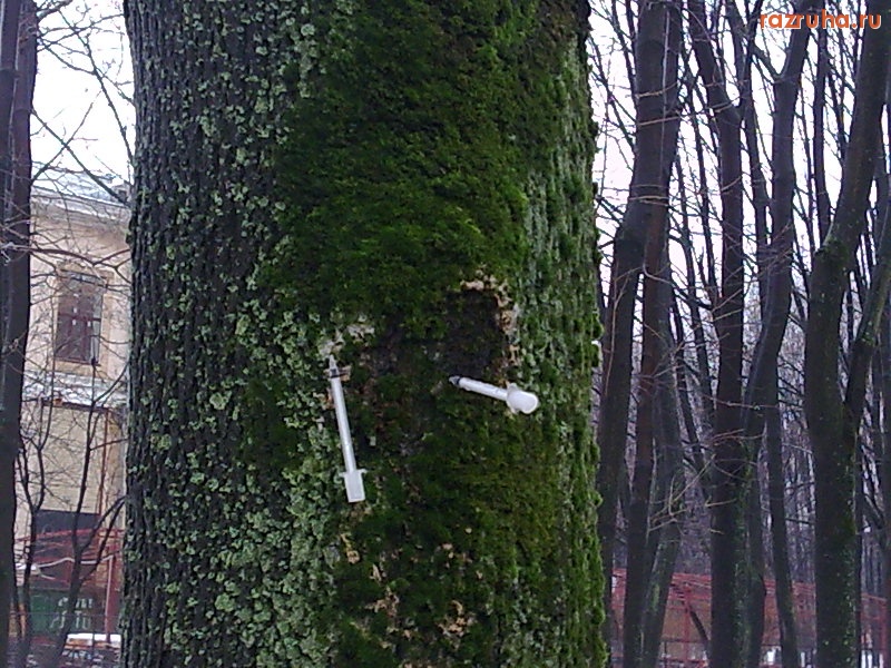 Королев - Ширнутое дерево