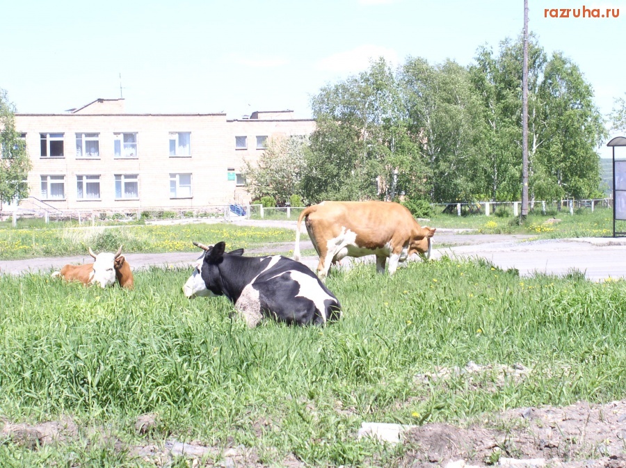 Назарово - священные животные