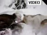 Нижняя Пойма - Редкий лось доживет до середины зимы. (видео)