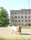 Александровск - Священные животные