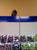 Смешное - От куда голубь взялся в гипермаркете?