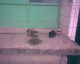 Смешное - Коты гопники в Королёве