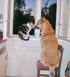 Смешное - А может это любовь?