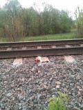 Отвратительное - Кошку сбил поезд