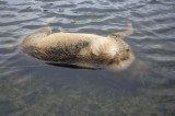 Санкт-Петербург - Догхантеры убили собаку и бросили в Петровский пруд