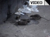 Санкт-Петербург - Петроградские крысы. ВИДЕО
