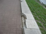 Тверь - Сломанные плитки на набережной Афанасия Никитина (напротив памятника Афанасию Никитину).