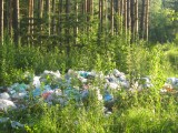  - Свалка мусора при взъезде в садовотческое товарищество “ДРУЖБА” (Заволжский район)