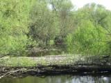 Тверь - Поваленные деревья, и мусор в реке Тьмака. Вид с моста, рядом со станцией Пролетарская.