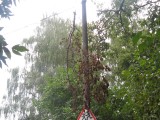 Тверь - Только у нас в Твери можно увидеть неубранное дерево на проводах. На ул. Павлова, д.8/36.