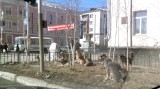 Якутск - Стая бродячих собак в самом центре города