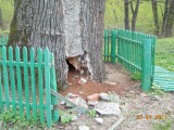Диканька - 800-летний дуб