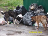 Авсюнино - Дикие собаки рвут мешки с мусором