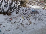 Курск - Почти весенний мусор