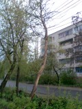 Курск - Дерево высохло