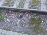  - Убившийся о трамвай голубь