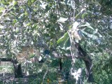 Курск - Завядшие листья