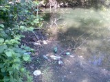Курск - Мусор на берегу Стрелецкого озера