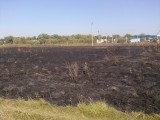 Курск - Последствия степного пожара 3