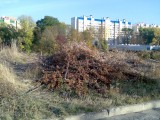 Курск - Вырубленные деревья