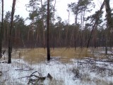 Курск - Незаконная вырубка леса зимой