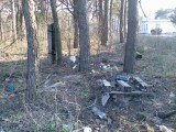 Курск - Мусор в лесу на ВДНХ