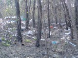 Курск - Помойка загаживает лес