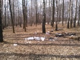 Курск - Мусор в лесу