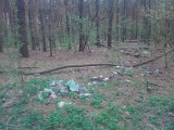 Курск - Загаженный лес