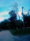 Курск - Дерево и фонарь