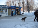 Киселевск - Собаки тоже кушать хотят